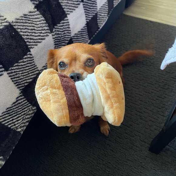 🛍✨SOLD✨✨✨Pet parents diapers for small dog - Picture 6 of 7